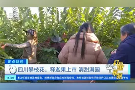 四川攀枝花：释迦果上市，清甜满园|正点财经