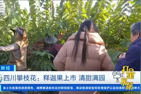 四川攀枝花：释迦果上市，清甜满园|正点财经