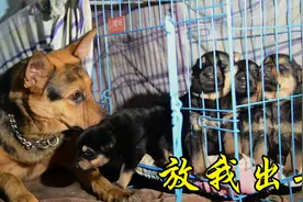 铲屎官外出，5条小奶狗饿得嗷嗷叫，飞狼只能眼巴巴在一旁守护视频封面