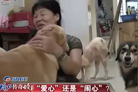传奇：老太好心收养上百流浪狗，反被全小区骂，集体把她轰出去视频封面