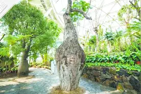 为生存拼了！世园会有植物“见血封喉” 树干存水几千公斤