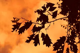 梦梦教你PS制作唯美剪影壁纸，PSCC2019教程