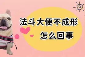 法斗大便不成形怎么回事？资深铲屎官，多半都知道原因视频封面