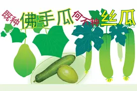 把佛手瓜和丝瓜种在同一个空间，哪个长得更好？