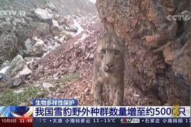 我国雪豹野外种群数量增至约5000只，增长22%视频封面
