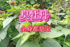 臭牡丹因为臭而被人们讨厌，可是懂的人却用它煲汤喝，你喝过吗？