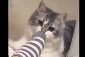 猫咪闻脚丫后，中毒倒地不起视频封面