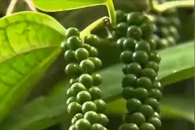 读书：阿拉伯商人把胡椒带到欧洲，却严守秘密，不让人知道怎么种视频封面