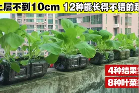 家庭种菜，12种浅土层可以种得好的蔬菜？真是没想到还有这么多视频封面