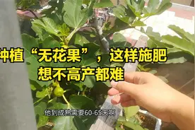 膨果期这样施肥，“无花果”想不高产都难视频封面