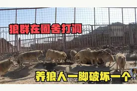 狼群不老实在圈舍打洞，养狼人一脚破坏一个，狼王气得眼睛都绿了