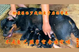 罗威纳一口气生10个孩子，把最弱的给后妈寄养，过程让人心惊胆战