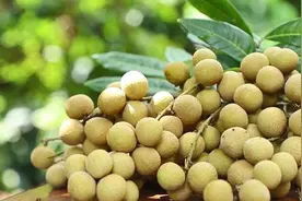 龙眼×荔枝=？世界首个龙眼与荔枝杂交新品种在广州诞生！视频封面