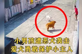 监控下正能量的一幕，小男孩遭遇危险，爱犬勇敢保护小主人！视频封面