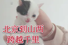三只小猫跨越千里找主人，从北京到山西，主人难过的想哭