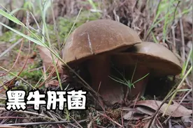 又大又黑的牛肝菌，炒上一盘大口吃真香视频封面