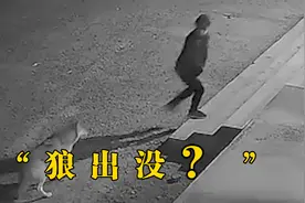 内蒙古一地有野狼出没？官方：确定是狼，已提醒当地村民视频封面