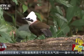 云南石梯村寨：穷山沟变观鸟村，狩猎人变护鸟人|今日环球视频封面