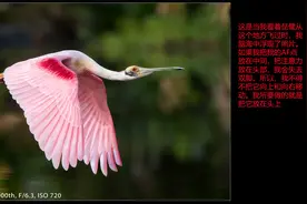 飞行中的鸟类摄影 - 速成班！-教您怎么拍摄飞行中的鸟类视频封面