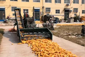 农村来了新型玉米脱粒机，一分钟4块钱，省时省力，农民有福了