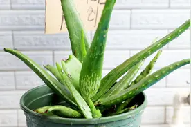 芦荟叶片干瘪？4个办法处理，很快就“胖”回来视频封面