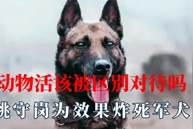 动物活该被区别对待吗？姚守岗炸死军犬，西游记最悲惨演员白龙马视频封面