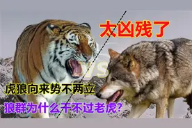 太凶残了！虎狼向来势不两立，狼群为什么干不过老虎？