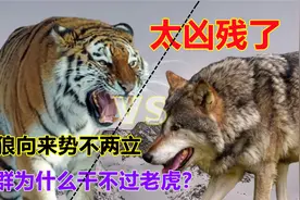 太凶残了！虎狼向来势不两立，狼群为什么干不过老虎？视频封面