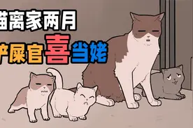 离家两个多月的猫咪，拖家带口的回来了，铲屎官喜当姥~视频封面