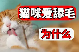 猫咪为什么爱舔毛？原因可没那么简单！
