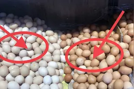 养鸡大伯告诉我，鸡蛋白皮和红皮的藏着的“猫腻”，还好没买错视频封面