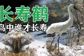 白鹤常与神仙相关，鹤是最长寿的鸟吗