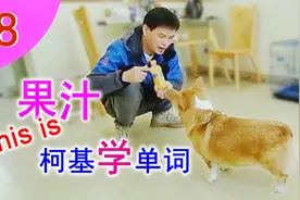 训练柯基拿饮料，要果汁给可乐，教狗记单词视频封面