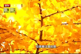 养生堂：银杏叶有什么样的功效呢？专家告诉你视频封面