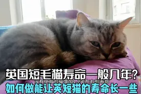 英国短毛猫寿命一般几年？如何做能让英短猫的寿命长一些