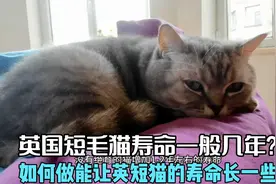 英国短毛猫寿命一般几年？如何做能让英短猫的寿命长一些