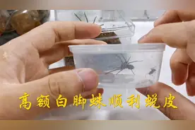 蜘蛛：顺利完成一次蜕皮，开始进食了，另外喜得一中白额高脚蛛