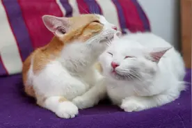 橘猫长得很胖身手却很敏捷，玩猫鼠游戏每次都赢，小猫要求换角视频封面