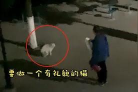 笑喷！高校流浪猫被大叔训斥三大罪证，大叔：要做一只有礼貌的猫