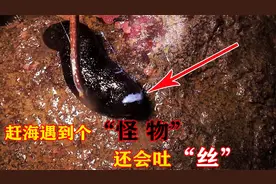 小渔夜里捡到几十斤海胆，快天亮竟发现个“怪物”，还会吐白丝视频封面