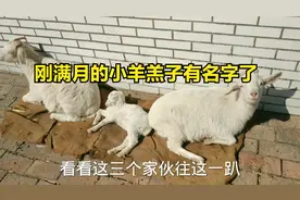 出生30天的小羊羔子长这么大不容易，今天有名字了，大家看行不行