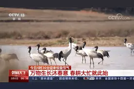 今日4时36分迎来惊蛰节气 万物生长沐春意 春耕大忙就此始视频封面