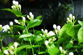 给茉莉花换盆，为什么不能太早，也不能太迟？看完明白了！