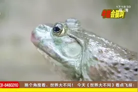 这只牛蛙竟会学猫叫！牛蛙被宰之前“学”猫叫，市民不忍心下手