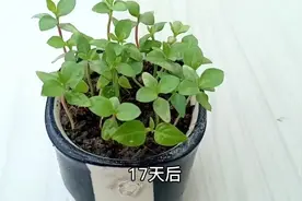 辣椒种子种植的全过程原来这么简单，进来手把手教会你