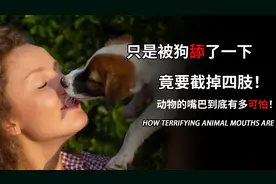 被狗舔了一下，竟被戒掉四肢！ 动物的嘴巴有多可怕？视频封面
