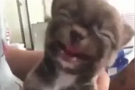 主人给狗狗挠痒痒，狗狗被挠的差点笑出声，这笑也太萌了吧！视频封面
