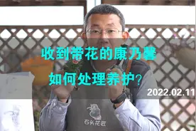 收到带花的康乃馨，如何处理养护？看看石头是怎么做的视频封面