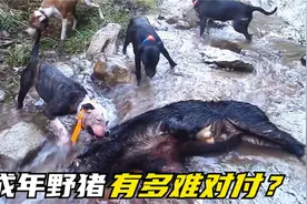 野猪有多难对付？4条库达犬全力围攻无用处，使出终极武器才奏效