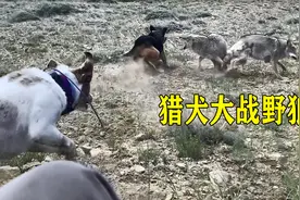 猎犬大战野狼，猎犬数次挑衅野狼，到底是哪里来的勇气视频封面